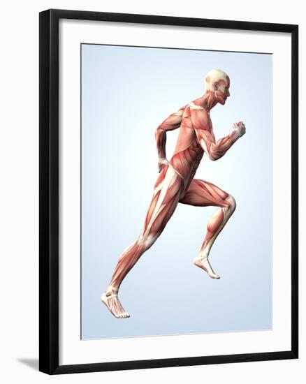 Muscular System-Roger Harris-Framed Photographic Print