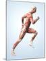 Muscular System-Roger Harris-Mounted Photographic Print