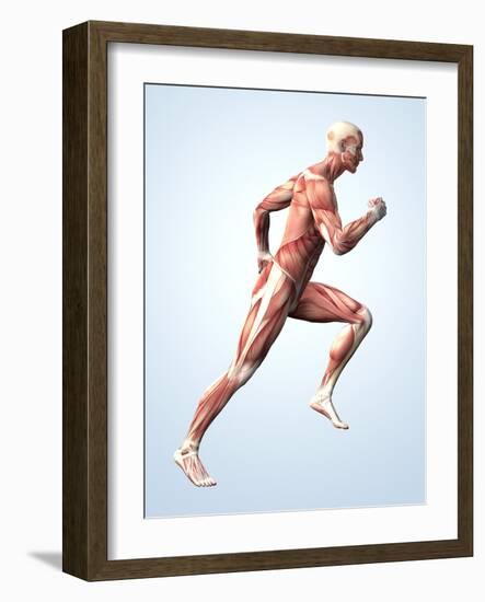 Muscular System-Roger Harris-Framed Photographic Print