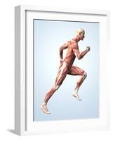 Muscular System-Roger Harris-Framed Photographic Print