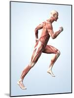 Muscular System-Roger Harris-Mounted Photographic Print