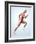 Muscular System-Roger Harris-Framed Photographic Print
