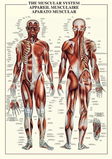 Poster, , large