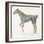 Musculature, Horse, Illustration, 1772-Science Source-Framed Giclee Print