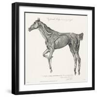 Musculature, Horse, Illustration, 1772-Science Source-Framed Giclee Print