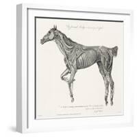 Musculature, Horse, Illustration, 1772-Science Source-Framed Giclee Print