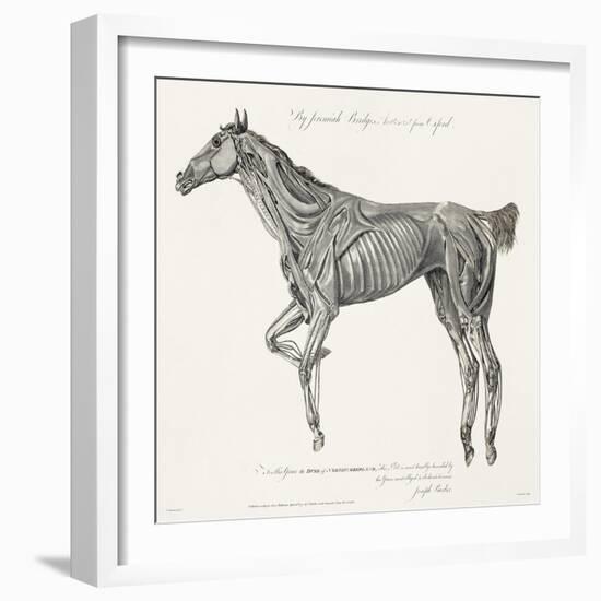 Musculature, Horse, Illustration, 1772-Science Source-Framed Giclee Print