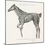 Musculature, Horse, Illustration, 1772-Science Source-Mounted Giclee Print