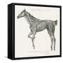 Musculature, Horse, Illustration, 1772-Science Source-Framed Stretched Canvas