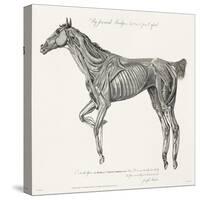 Musculature, Horse, Illustration, 1772-Science Source-Stretched Canvas