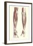 Musculature of the Forearm-null-Framed Art Print