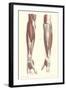 Musculature of the Forearm-null-Framed Art Print