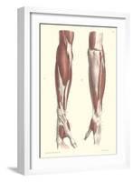 Musculature of the Forearm-null-Framed Art Print