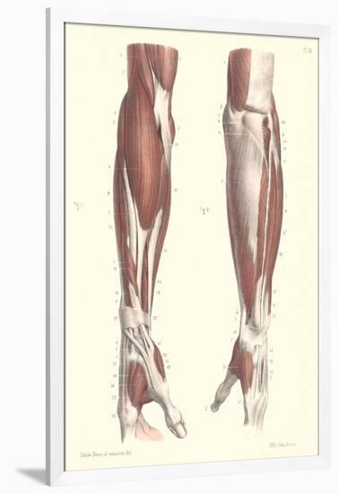 Musculature of the Forearm-null-Framed Art Print