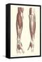 Musculature of the Forearm-null-Framed Stretched Canvas