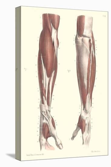 Musculature of the Forearm-null-Stretched Canvas