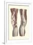 Musculature of the Knee Area-null-Framed Art Print