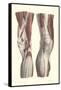 Musculature of the Knee Area-null-Framed Stretched Canvas