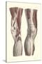 Musculature of the Knee Area-null-Stretched Canvas