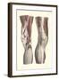 Musculature of the Knee Area-null-Framed Art Print