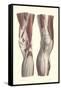 Musculature of the Knee Area-null-Framed Stretched Canvas