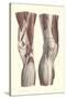 Musculature of the Knee Area-null-Stretched Canvas