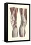 Musculature of the Knee Area-null-Framed Stretched Canvas