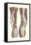 Musculature of the Knee Area-null-Framed Stretched Canvas