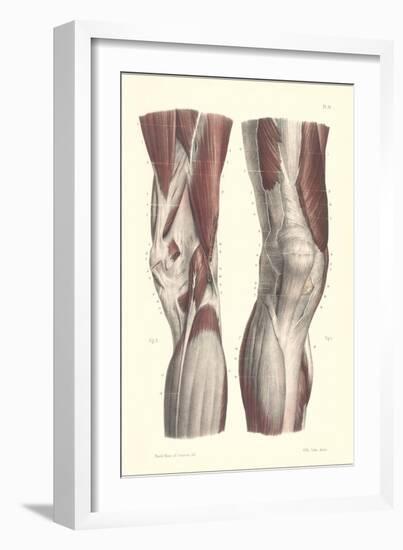 Musculature of the Knee Area-null-Framed Art Print