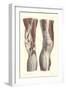 Musculature of the Knee Area-null-Framed Art Print