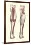 Musculature of the Lower Leg-null-Framed Art Print