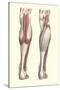 Musculature of the Lower Leg-null-Stretched Canvas