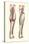 Musculature of the Lower Leg-null-Stretched Canvas