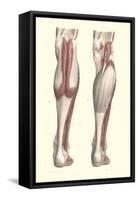 Musculature of the Lower Leg-null-Framed Stretched Canvas
