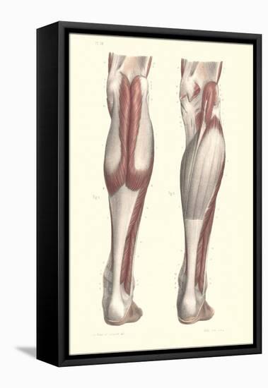 Musculature of the Lower Leg-null-Framed Stretched Canvas