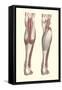 Musculature of the Lower Leg-null-Framed Stretched Canvas