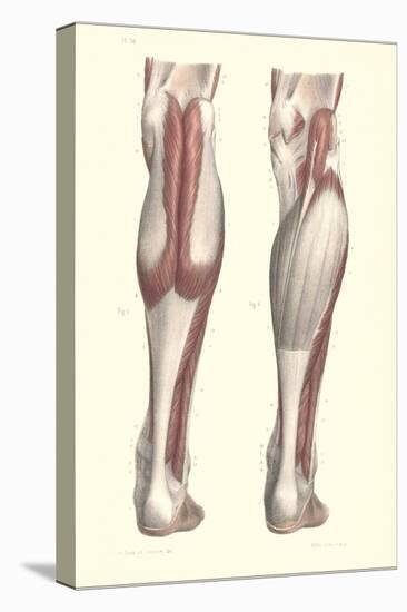 Musculature of the Lower Leg-null-Stretched Canvas