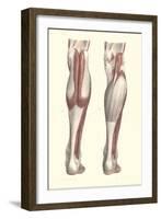 Musculature of the Lower Leg-null-Framed Art Print