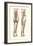 Musculature of the Lower Leg-null-Framed Art Print