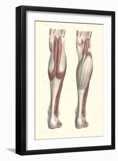 Musculature of the Lower Leg-null-Framed Art Print