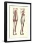 Musculature of the Lower Leg-null-Framed Art Print