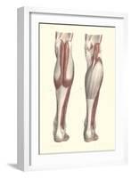 Musculature of the Lower Leg-null-Framed Art Print