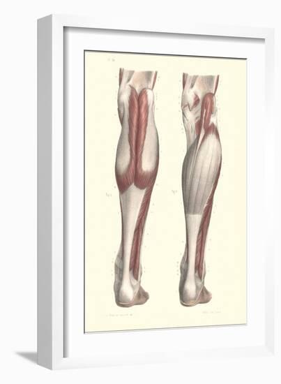 Musculature of the Lower Leg-null-Framed Art Print
