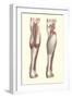 Musculature of the Lower Leg-null-Framed Art Print