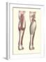 Musculature of the Lower Leg-null-Framed Art Print