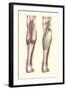 Musculature of the Lower Leg-null-Framed Art Print