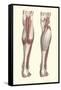 Musculature of the Lower Leg-Found Image Press-Framed Stretched Canvas