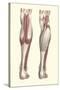 Musculature of the Lower Leg-Found Image Press-Stretched Canvas