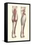 Musculature of the Lower Leg-Found Image Press-Framed Stretched Canvas