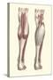 Musculature of the Lower Leg-Found Image Press-Stretched Canvas